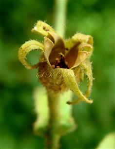  Dehisced capsule enveloped by persistent calyx